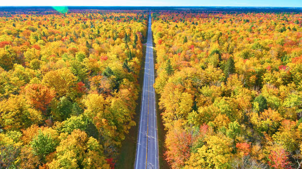 istock Straight and empty road through fall trees and a sun glare 1491321282