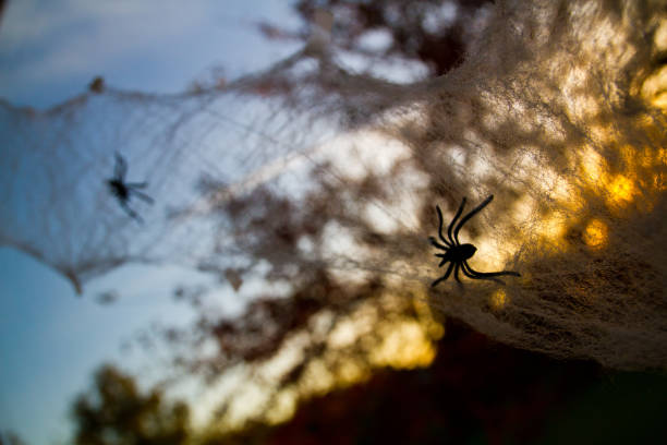 istock Sunlight glows through fake spider webbing and leafless trees for Halloween 1491321340