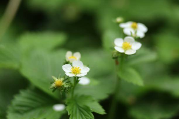 istock Blooming white forest strawberry close-up. 1491322111