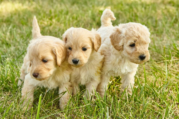 istock Three tiny and adorable Goldendoodle puppies together in the grass 1491322549