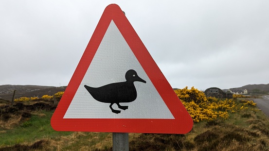 Road sign with duck