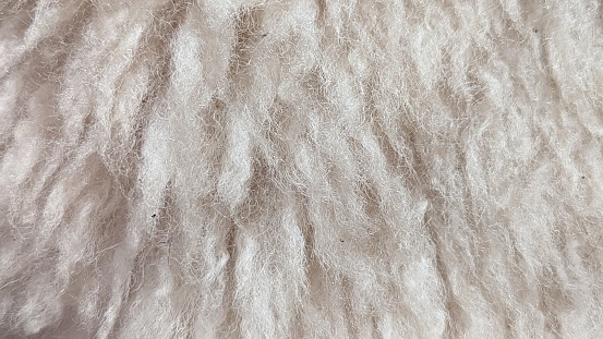 Close up of sheep's fleece