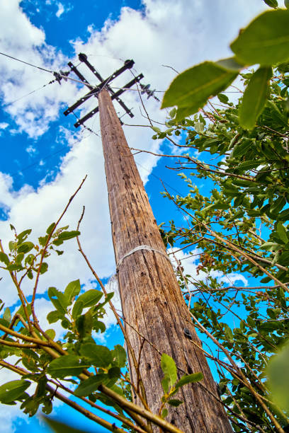 istock Vertical detail telephone pole communication with green leaves 1491323227