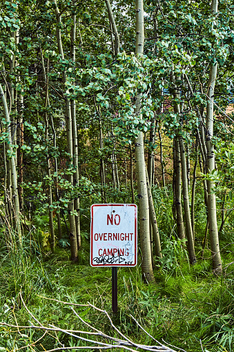 Image of Vertical warning sign No Overnight Camping with graffiti in aspen forest trees