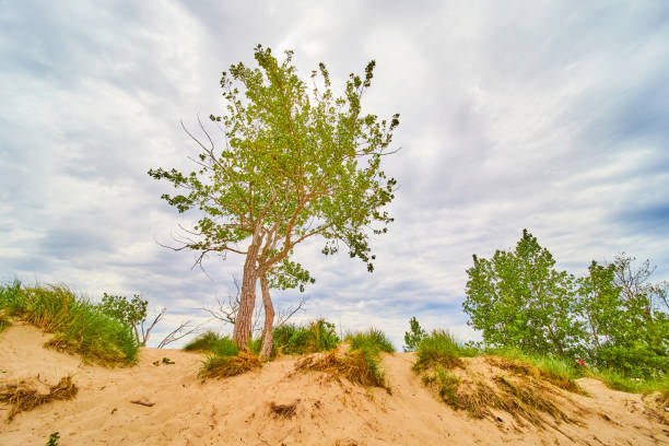 istock View at ground level of sand dunes with sand and large tree 1491324083