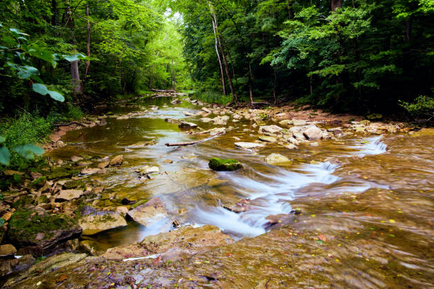 istock View over peaceful river in the woods 1491324265