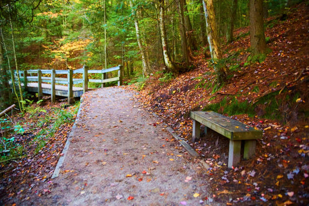 istock Walking path in forest with fall leaves, bench and walking bridge boardwalk in distance 1491324337