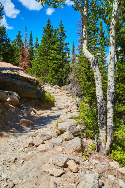 istock Walking path up mountains featuring pair of aspen trees 1491324365