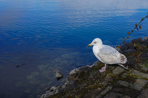 Close-up of a European herring gull