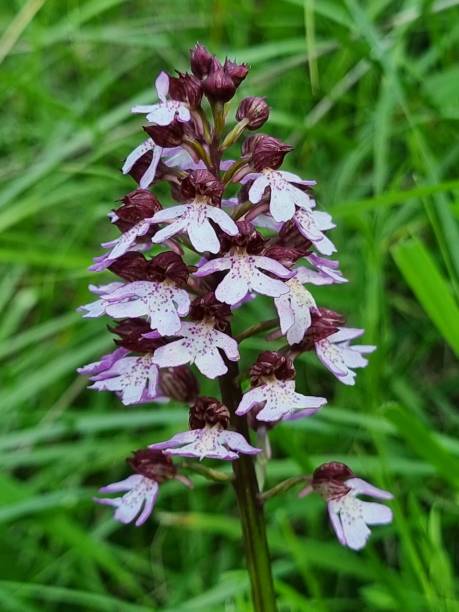 istock Purperorchis in close up 1491325063
