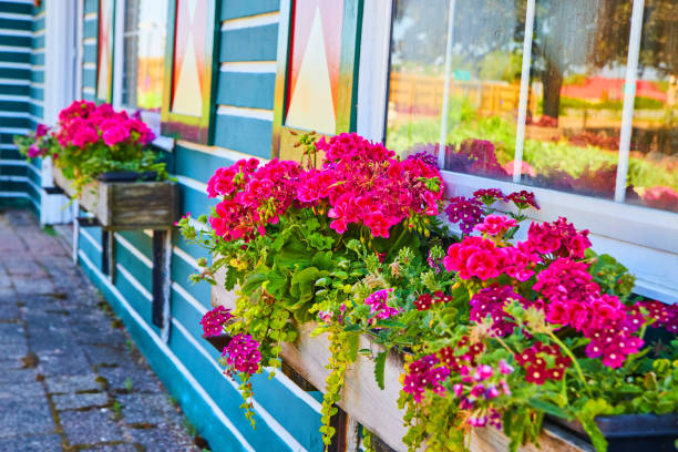 istock Window flowerpots filled with vibrant pink flowers 1491325679