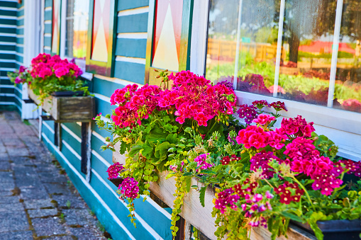 Image of Window flowerpots filled with vibrant pink flowers