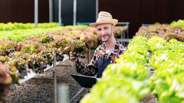 istock Agribusiness farmer and hydroponic farming concept, Man picking 1491325724