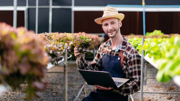 istock Agribusiness farmer and hydroponic farming concept, Man picking 1491325725