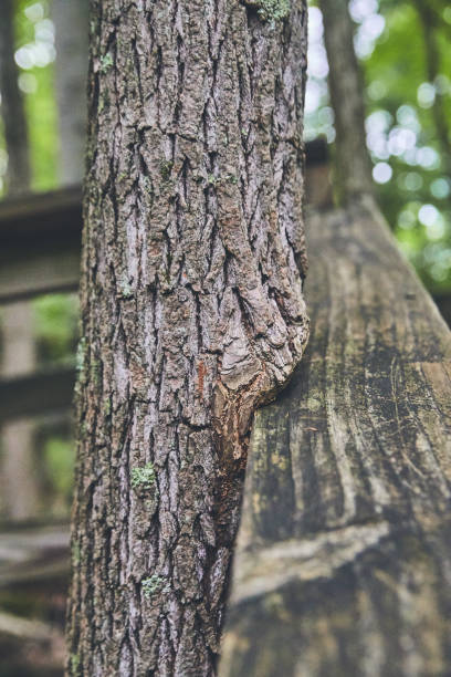 balustrade en bois dans le parc avec des arbres qui poussent autour - bark elm tree oak tree wood photos et images de collection