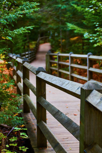 Image of Wooden walking path fades into a green forest