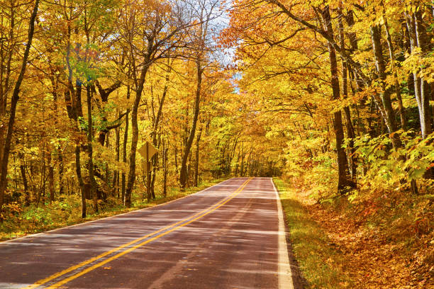Sebok Rode Forest 50+ Forest Rode Stock Photos, Pictures & Royalty-Free Images - iStock