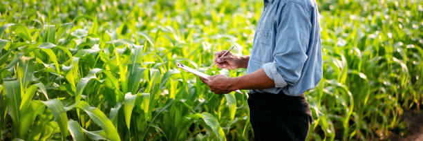 istock Smart farmer examining quality crop of corn vegetables and writi 1491326507