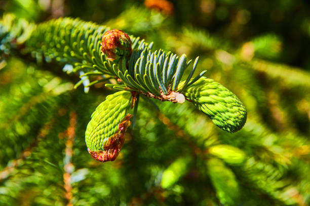 istock Young pinecones growing on branch in early vibrant spring 1491326880