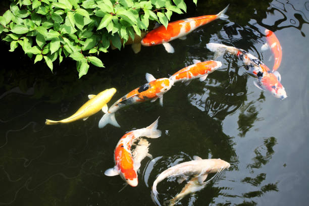 istock Koi fish in the pond 1491327046