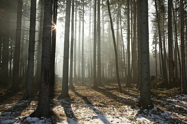 Coniferous forest illuminated by the morning sun on a foggy early spring day.