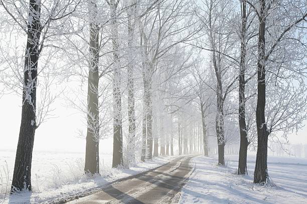 istock Lane on a foggy winter morning 149132894