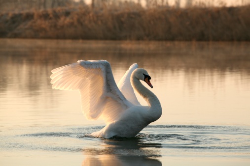 Swan spreads its wings on a sunny morning.