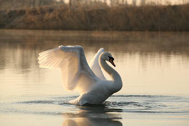 Swan at dawn Swan spreads its wings on a sunny morning. swan at dawn stock pictures, royalty-free photos & images