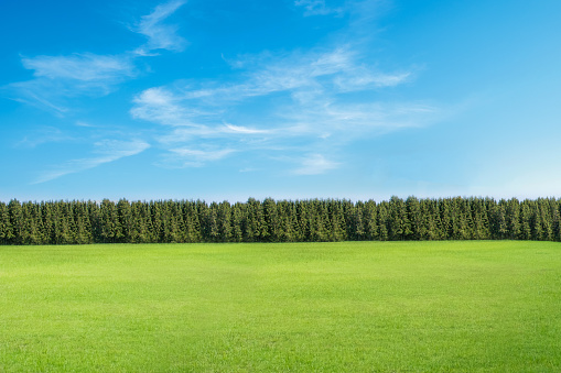 Grass, Back Yard, Lawn, Yard - Grounds, Sky