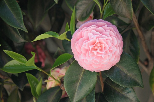 Beautiful pink camellia bloom among the leaves of the tree