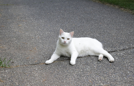 A domestic cat rests on a path and also looks at the camera. Spring morning in Metro Vancouver, British Columbia.