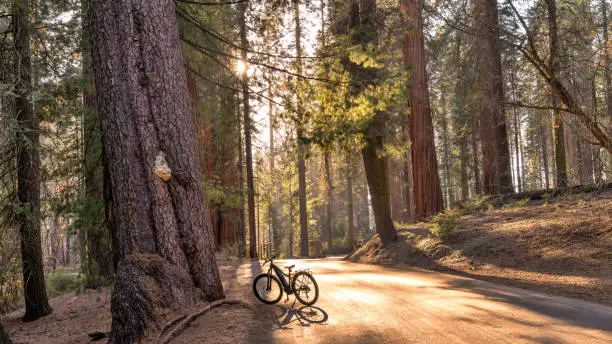 Soft sunlight shining through dense Giant Sequoia forest onto a quiet back-country road, with an electric-bike parking at side, on a peaceful Spring evening. Sequoia National Park, California, USA.