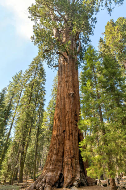 istock General Sherman Tree - A wide-angle and low-angle view of General Sherman tree, the world's largest tree measured by volume, towering high in Giant Forest sequoia grove of Sequoia National Park on a sunny Spring day. California, USA. 1491331597