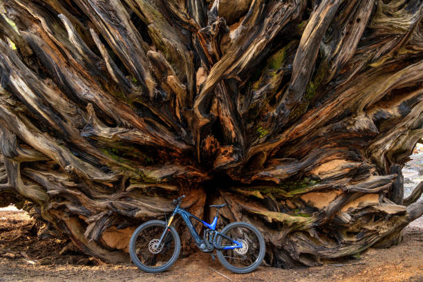 radice di sequoia gigante - una bici elettrica in piedi contro un'enorme radice di un albero di sequoia gigante caduto. parco nazionale di sequoia e kings canyon, california, usa. - kings park foto e immagini stock