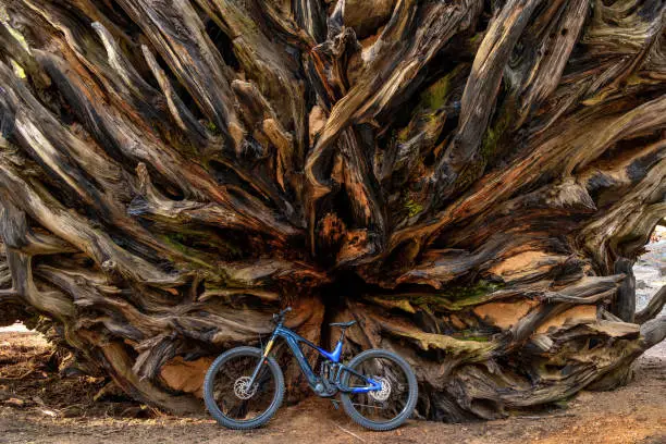 An electric-bike standing against a huge root of a fallen Giant Sequoia tree. Sequoia and Kings Canyon National Park, California, USA.