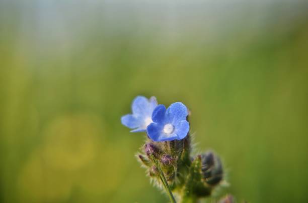 Blaue Blüten auf einer grünen Blumenwiese in Nahaufnahme.