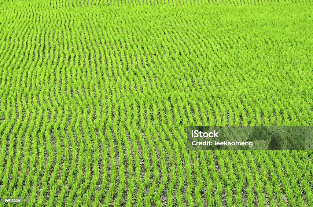 Campo de arroz Campo - Foto de stock de Agricultura libre de derechos