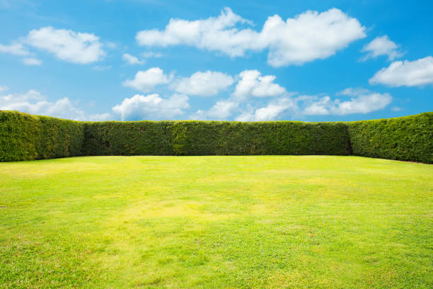 istock Green leaves wall with cloud and blue sky background 1491333549