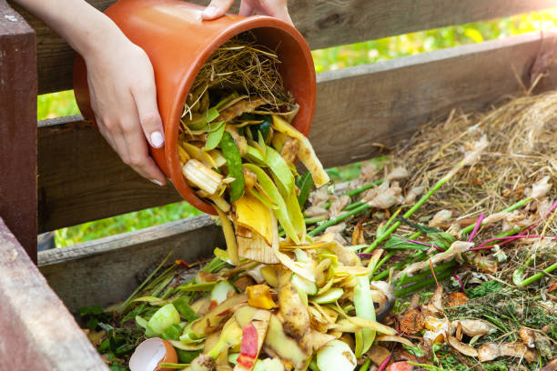 istock A woman throws kitchen waste, vegetable and fruit peels from a bucket into a composter. Close-up of a woman's hand with a bucket, recycling kitchen waste in a composter in the backyard. Copy space. 1491333637