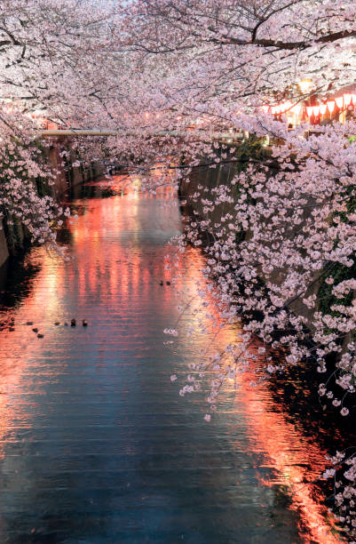 istock Cherry Blossoms at night in Tokyo on march 1491333752