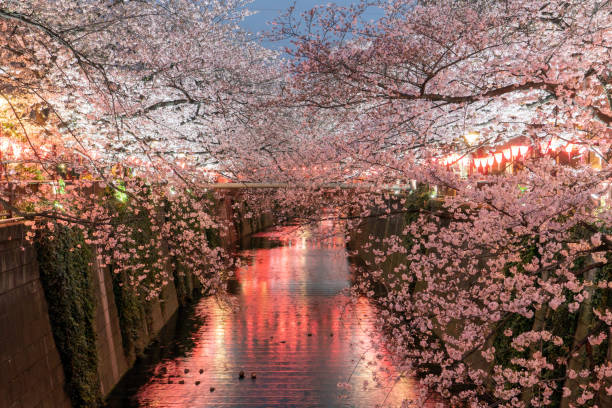 istock Cherry Blossoms at night in Tokyo on march 1491333755