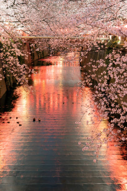 istock Cherry Blossoms at night in Tokyo on march 1491333771