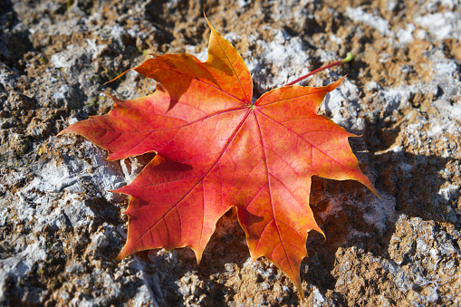 red maple leaf lies on a rock on a sunny day