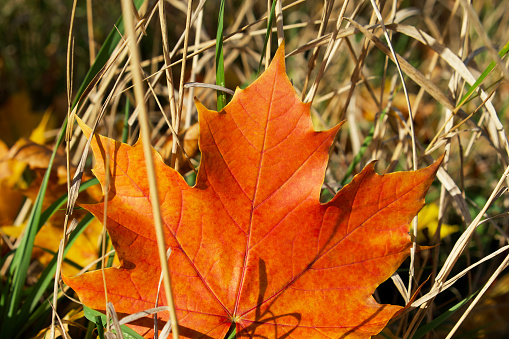 Autumn time. Close-up of red maple leaf among the dry grass