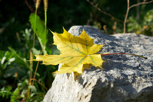 yellow maple leaf is lying on a big rock in the sun