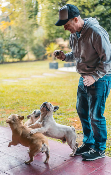 istock Man playing with three dogs in his back yard 1491334752