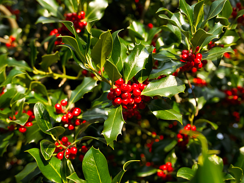 red holly berries with green leaves on a tree on a sunny day, Christmas background