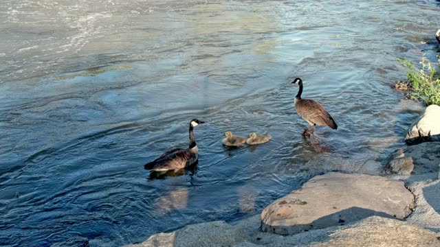 Canada Goose family in a river
