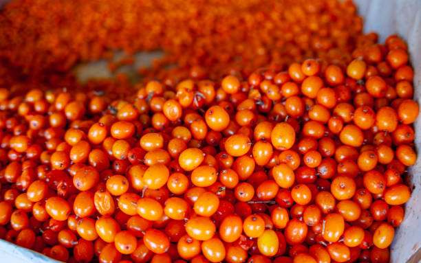 espinho de buck do mar na barraca do mercado - sea buckthorn - fotografias e filmes do acervo