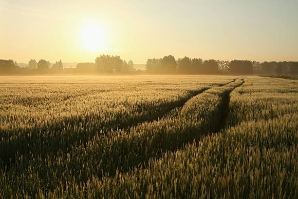 paisaje rural al amanecer - morning cereal plant fog corn crop fotografías e imágenes de stock